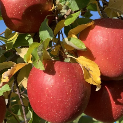 100%リンゴジュース　サンふじ6本セット【配送不可地域：離島・沖縄県】