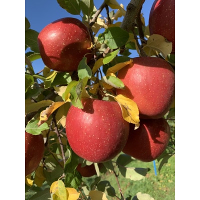 酸味!葉とらずサンジョナゴールド　訳あり　約10kg　【配送不可地域：離島・沖縄県】