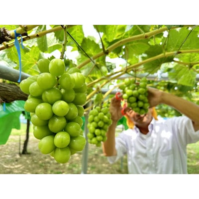 【訳あり】シャインマスカット2～3房　約1kg【配送不可地域：離島・沖縄県】