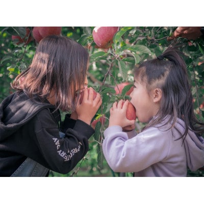 〈スマートフレッシュ〉　皮ごとバリッ!葉とらずサンふじ特A　約3キロ【配送不可地域：離島・沖縄県】