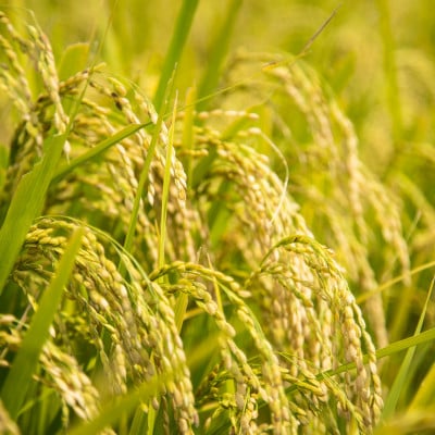 PeboRa　青森米食べ比べ5本セット　無洗米【配送不可地域：離島・沖縄県】