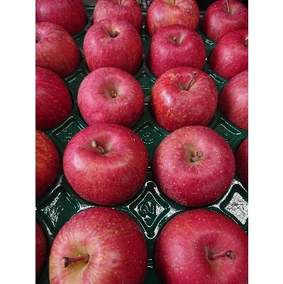 サンふじ 家庭用 約10kg(28～40個)【配送不可地域：離島・沖縄県】