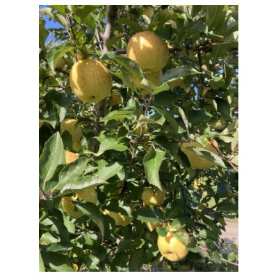 サン金星　家庭用　5kg(13～20個)【配送不可地域：離島・沖縄県】