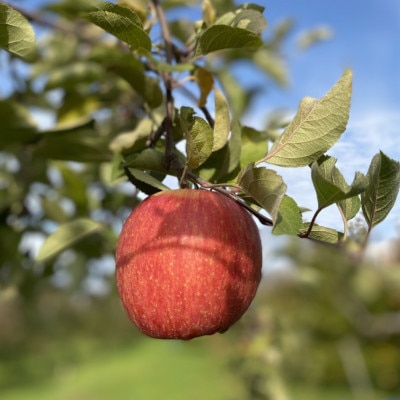 【訳ありりんご】『葉とらずサンふじ』約5kg【配送不可地域：離島・沖縄県】