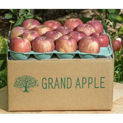 酸味!葉とらずサンジョナゴールド　訳あり　約10kg　【配送不可地域：離島・沖縄県】