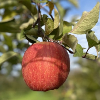 【ご家庭用】りんご「ふじ」発祥の地からの贈り物　『葉とらずサンふじ』約10kg【配送不可地域：離島・沖縄県】