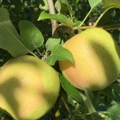 皮ごとバリッ!　トキ　訳あり　約4キロ【配送不可地域：離島・沖縄県】