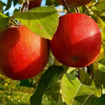 葉とらずサンふじ　家庭用　約10kg(28~40個)【配送不可地域：離島・沖縄県】