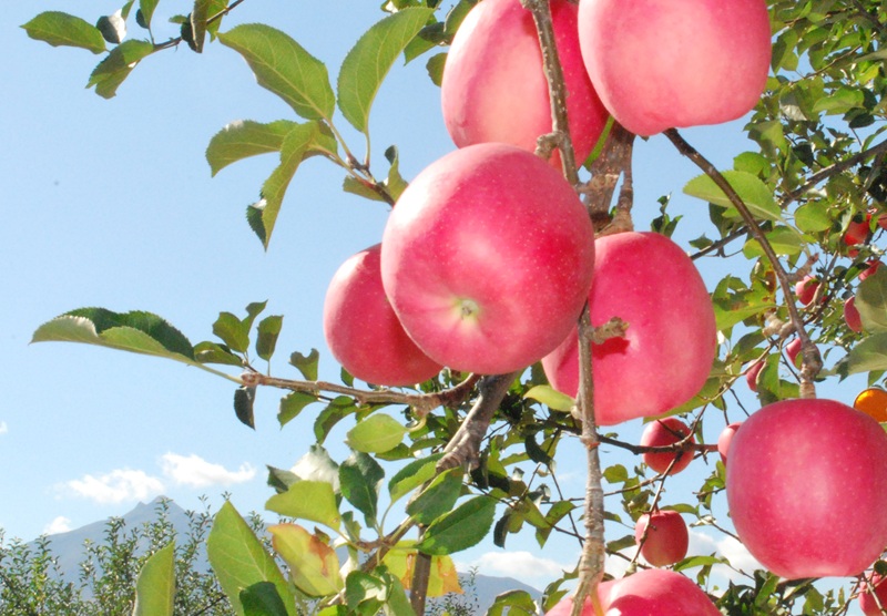 鶴田町　26年3月おすすめ返礼品！農家直送のおいしさ！津軽鶴田町産 りんごジュース1L×6本 果物 フルーツ 果実飲料