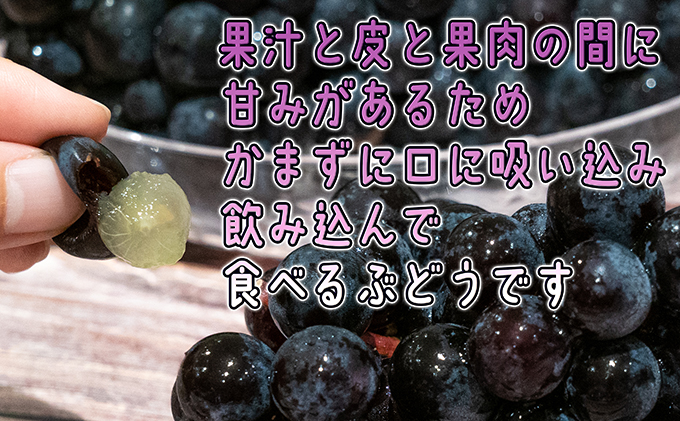 1～2月 津軽ぶどう村 スチューベン ぶどう 約 2kg 特秀 ～秀 糖度18度以上【 青森ぶどう 青森県鶴田町産 1月 2月 果物 フルーツ 高糖度 ギフト 贈答用 ポリフェノール】