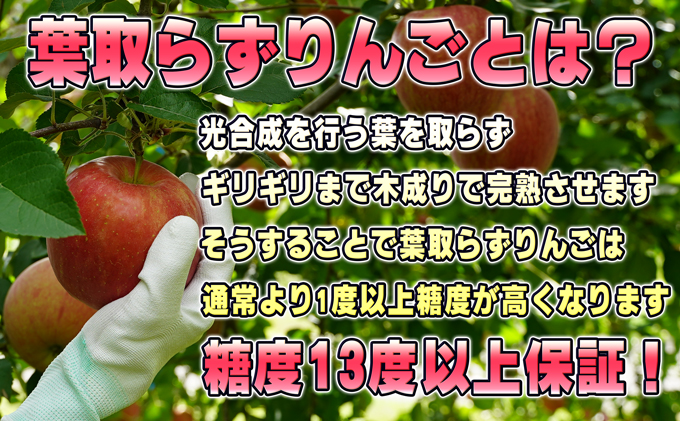 11～12月発送【糖度保証】贈答用 葉取らず サンふじ 約5kg 【特選】【鶴翔りんごGAP部会 青森県産 津軽産 リンゴ 林檎】:  鶴田町ANAのふるさと納税