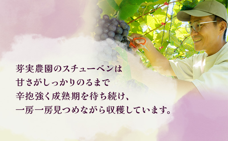 芽実農園のぶどうジュース（スチューベン100％）720ml×2本 青森県鶴田町産スチューベン使用