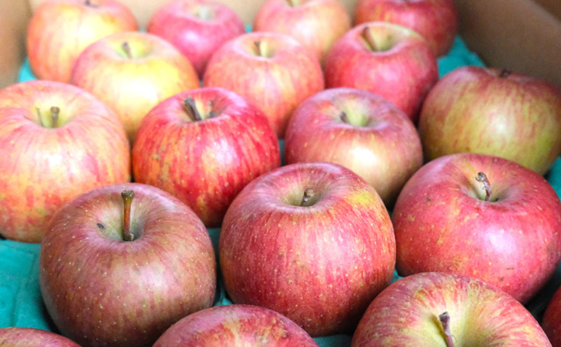 りんご 【1月・2月発送】 糖度13度以上 訳あり品 家庭用 サンふじ 約 5kg 【 青森りんご  果物 フルーツ デザート 食後 青森県産 産地直送 贈り物  】