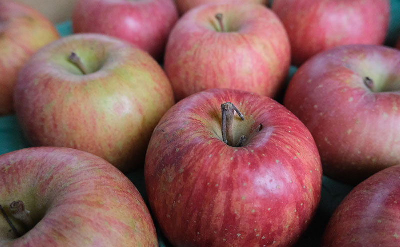 りんご 【1月・2月発送】 糖度13度以上 訳あり品 家庭用 サンふじ 約 5kg 【 青森りんご  果物 フルーツ デザート 食後 青森県産 産地直送 贈り物  】