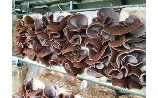 乾燥きくらげ（30g）×4袋　【02402-0427】