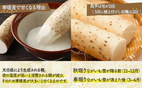 青森県産　冷凍長芋とろろパック　50g×36個　【02402-0163】
