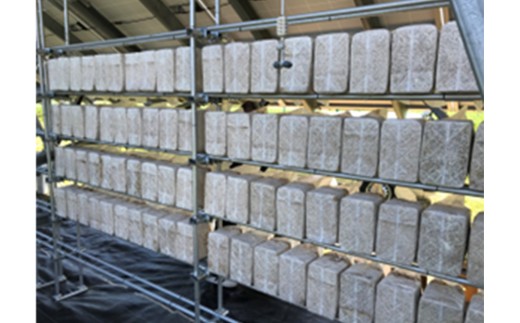 乾燥きくらげ（30g）×4袋　【02402-0427】