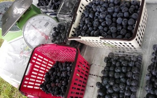 減農薬＜そのまま食べられる＞冷凍ブルーベリー（300g）3袋セット　【02402-0432】