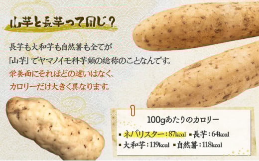 【3ヶ月定期便】ネバリスター冷凍とろろパック(50g×30個) 【長芋 山芋 イチョウ芋 大和芋 とろろ 粘り 冷凍 小分け パック 個包装 簡単 便利 プレーン 贈り物 贈答 ギフト 青森県 東北】【02402-0341】