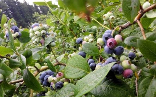 減農薬＜甘さ控えめ＞ブルーベリージャム（200g）3個セット　【02402-0430】