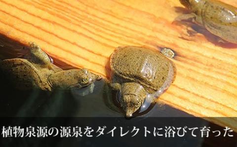 モール温泉「兜すっぽん」鍋　青森シャモロック味2セット【02402-0172】
