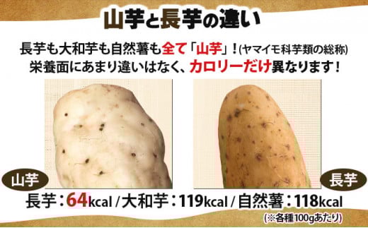 【七戸産】長芋 3kg（家庭用カット/真空パック）【山芋 ながいも とろろ 白米 ご飯のお供 粘り ヘルシー あっさり 新鮮 野菜 青森県 七戸町 常温 贈り物 お中元 ギフト】【02402-0354】