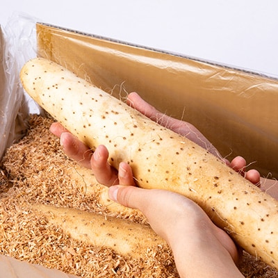 【青森県五戸町特産】長芋　5kg【配送不可地域：離島・沖縄県】