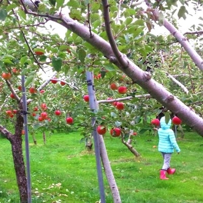 【青森ごのへ産】味に自信 りんご  サンふじ 約5kg【配送不可地域：離島・沖縄県・中国・四国・九州】