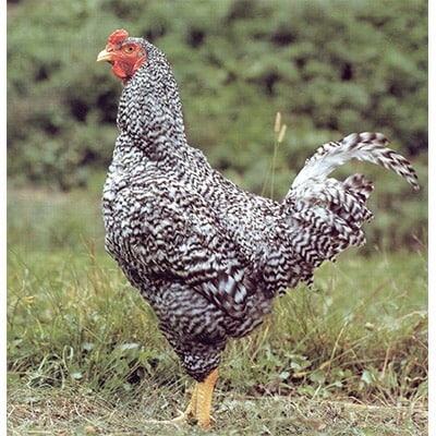 青森シャモロック　丸鶏(1羽)【配送不可地域：離島・沖縄県】