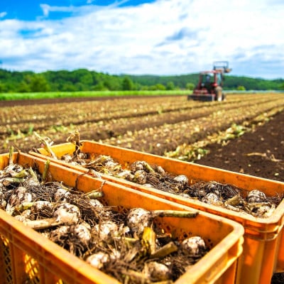 幻の旬!青森ごのへ町産　掘りたて土付き「生」にんにく　Lサイズ以上　約1.5kg【配送不可地域：離島・沖縄県】