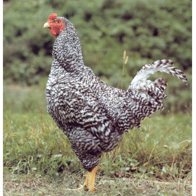 青森シャモロック　(地鶏)軍鶏6食セット(もも肉、むね肉、ささみ、手羽元、手羽先、ガラ)【配送不可地域：離島・沖縄県】