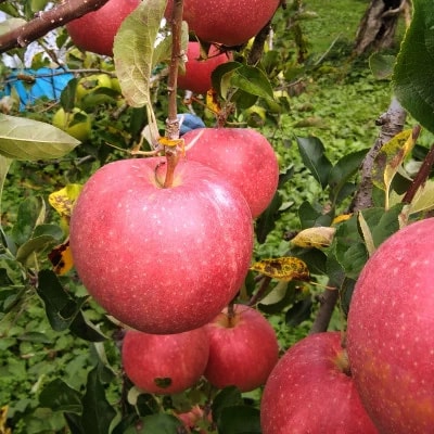 五戸のサンふじと王林の詰め合わせ 約5kg【配送不可地域：離島・沖縄県・九州】