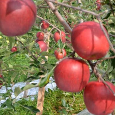 【青森県五戸産】りんご(サンフジ)約5kg(16個～20個入り)【配送不可地域：離島・沖縄県】