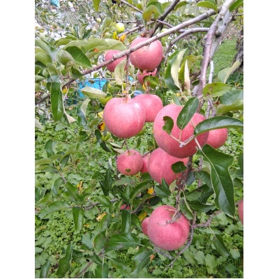 五戸のりんご食べ比べセット　約5kg【配送不可地域：離島・沖縄県・九州】