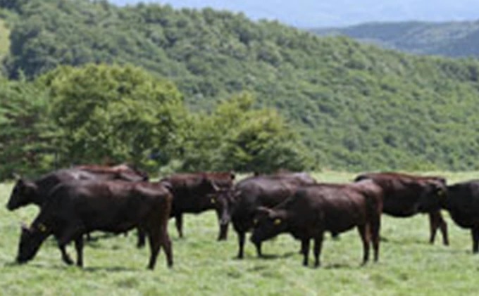 田子牛特上すきやき用サーロイン400gリブロース400g