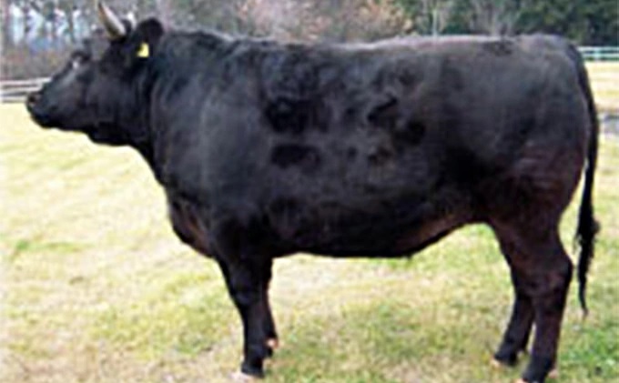 田子牛すきやき用モモ500g焼肉用カルビ500g詰合せ