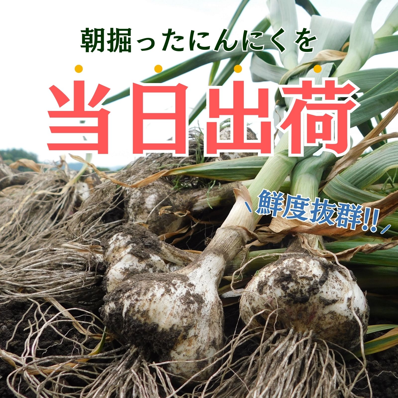 令和8年産朝採り直送！田子（たっこ）生にんにく約2kg（青森県田子町産にんにくM～Lサイズ混合）