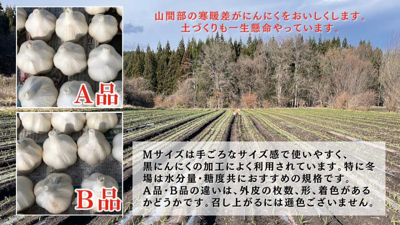 田子産にんにく約1kg（MサイズA～B品）