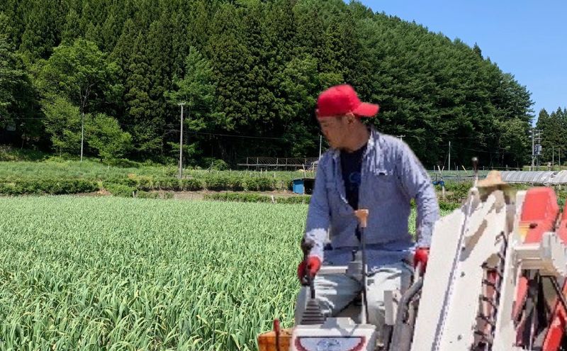 丸美農園 田子町産にんにく家庭用バラ約500g・M～2L