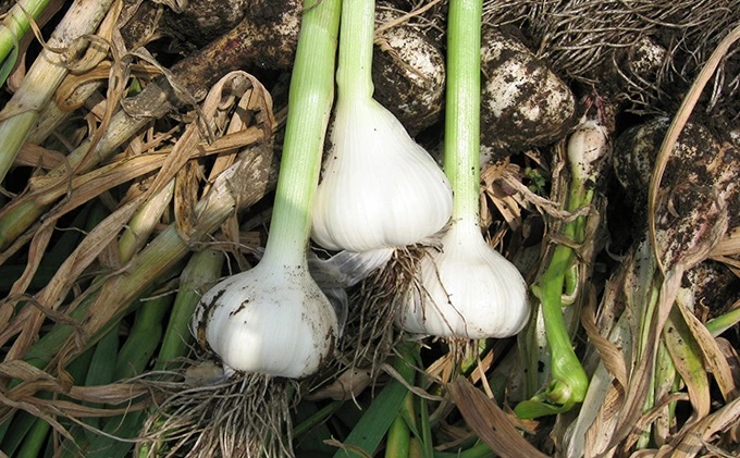 薬膳にんにく味噌3個セット【田子町産にんにく使用】