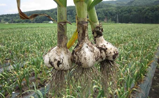 ガーリックスナック3パックセット【田子町産にんにく使用】