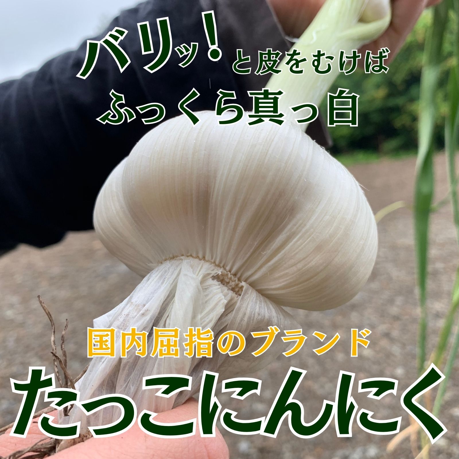 令和8年産朝採り直送！田子（たっこ）生にんにく約10kg（青森県田子町産にんにくM～Lサイズ混合）