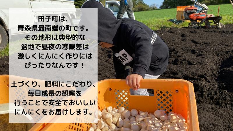 【農家直送】田子町産にんにく M＆L size 『500ｇ』