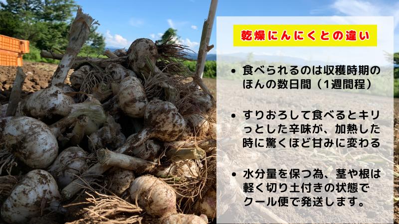 【生にんにく田子町産 (なま)】L＆2L size『3kg』