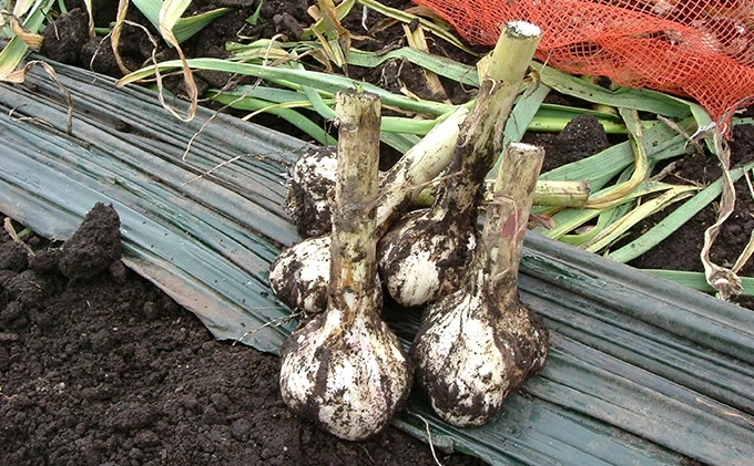 田子産黒にんにく5個セット【田子町産にんにく使用】