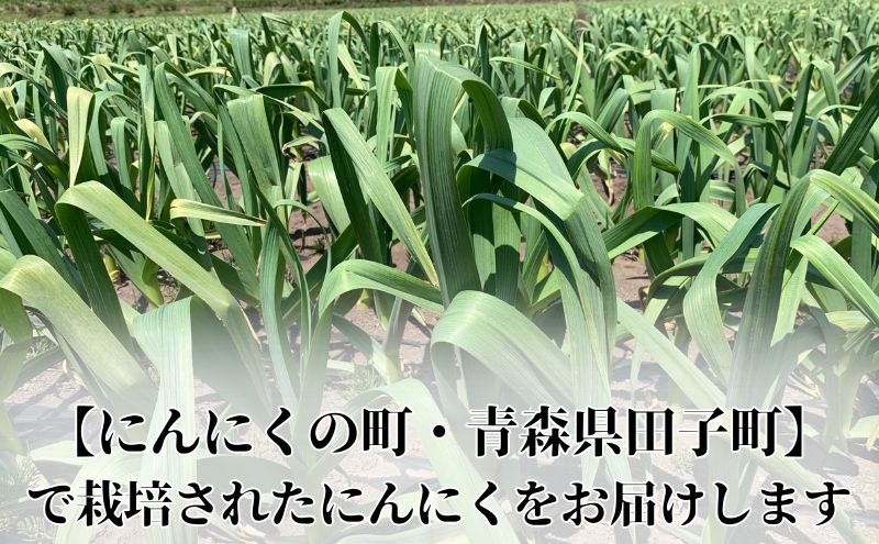 丸美農園 田子産家庭用にんにく（M）20個