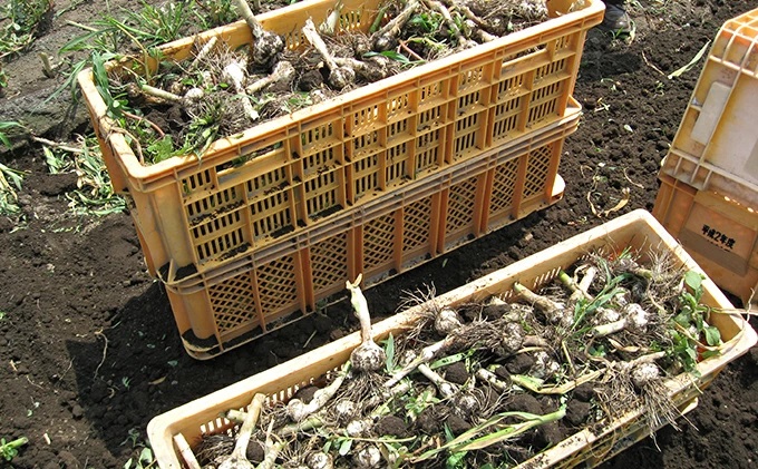 田子産黒にんにく3個セット【田子町産にんにく使用】