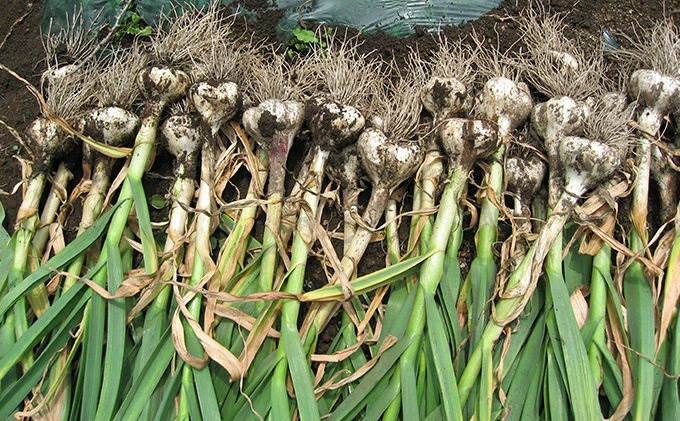 にんにく味噌（甘口）3個セット【田子町産にんにく使用】