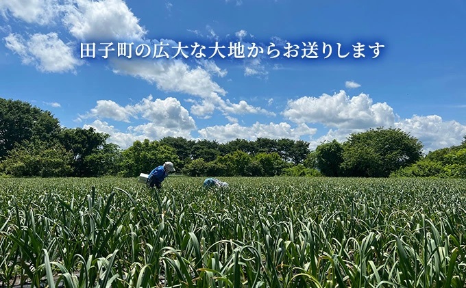 純黒にんにく Lサイズ6球入【青森県産にんにく】