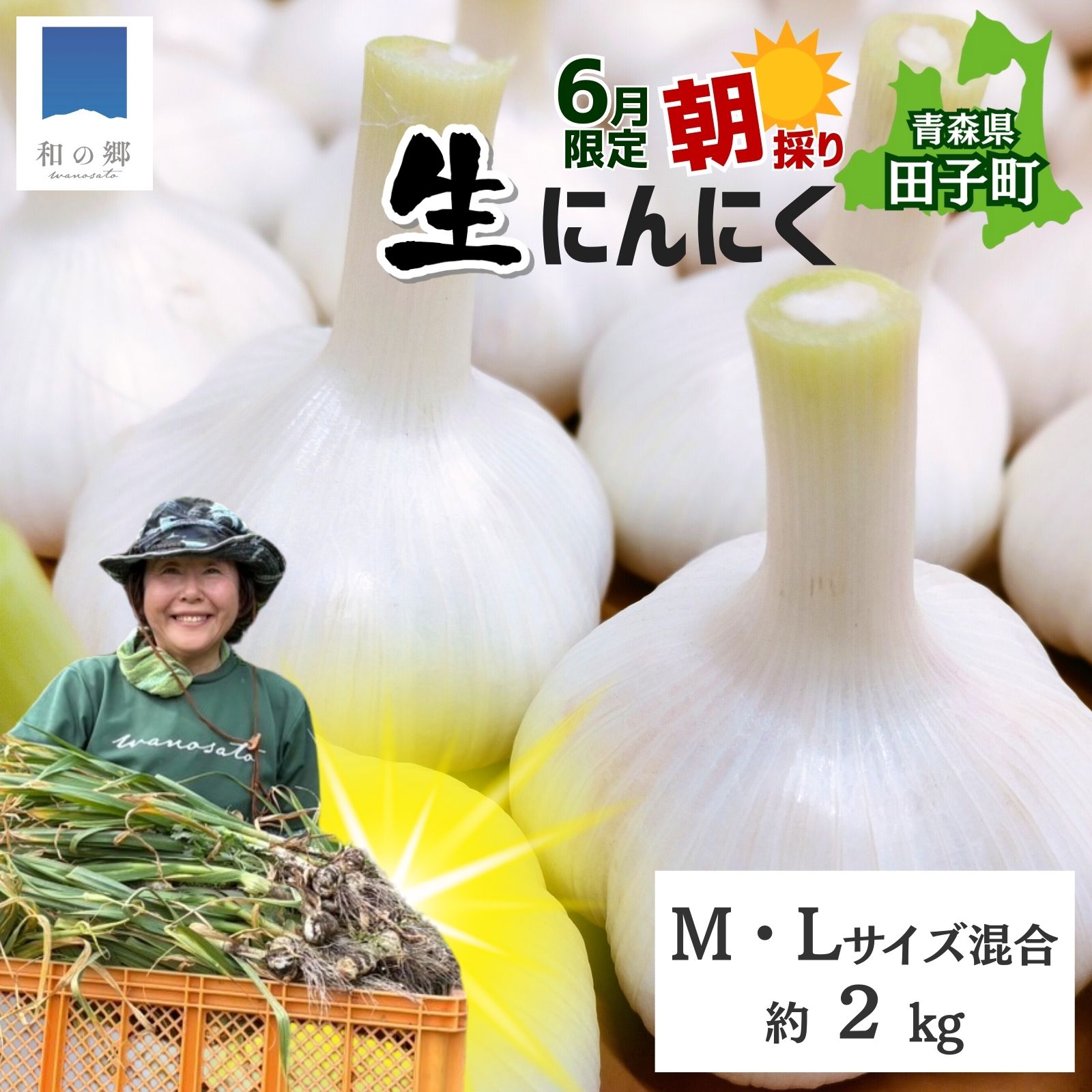 令和8年産朝採り直送！田子（たっこ）生にんにく約2kg（青森県田子町産にんにくM～Lサイズ混合）